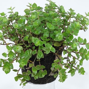 Dwarf Wandering Jew//Callisia Repens // Turtle Vine // Bolivian Jew // Tradescantia Minima // 9 Rooted Plants or 12 Cuttings