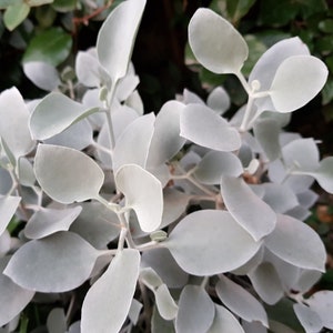 Silver Teaspoon Succulent - Kalanchoe hildebrandtii - Silver Grey White Fuzzy Plant