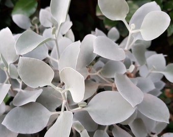 Silver Teaspoon Succulent - Kalanchoe hildebrandtii - Silver Grey White Fuzzy Plant