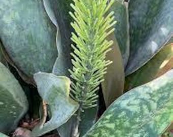 1 Sansevieria Masoniana ‘Whale Fin’/ Whale Fin Snake Plant Mature and Well-rooted
