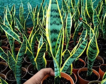 Sansevieria Trifasciata 'Laurentiis', Snake Plants, Mother-in-law's Tongue, Snake’s Tongue, Air Purifier Plant, LARGE 9 to 11-inch