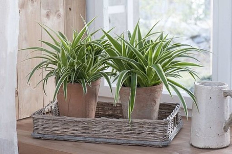 4 Potted Varieties of Spider Plants Chlorophytum comosum Zebra grass, Bonnie Curly, Hawaiian and Variegated Spider Plants image 7