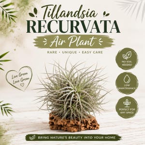 Puede incluir: Una planta de aire Tillandsia recurvata con hojas finas, de color verde plateado y forma de aguja, montada sobre un trozo de corteza de corcho marrón texturizada. La imagen incluye el texto: Tillandsia RECURVATA Air Plant, Rare, Unique, Easy Care, No Soil Needed, Low Maintenance, Perfect for Any Space, Live Green Love Green y Bring Nature's Beauty Into Your Home.