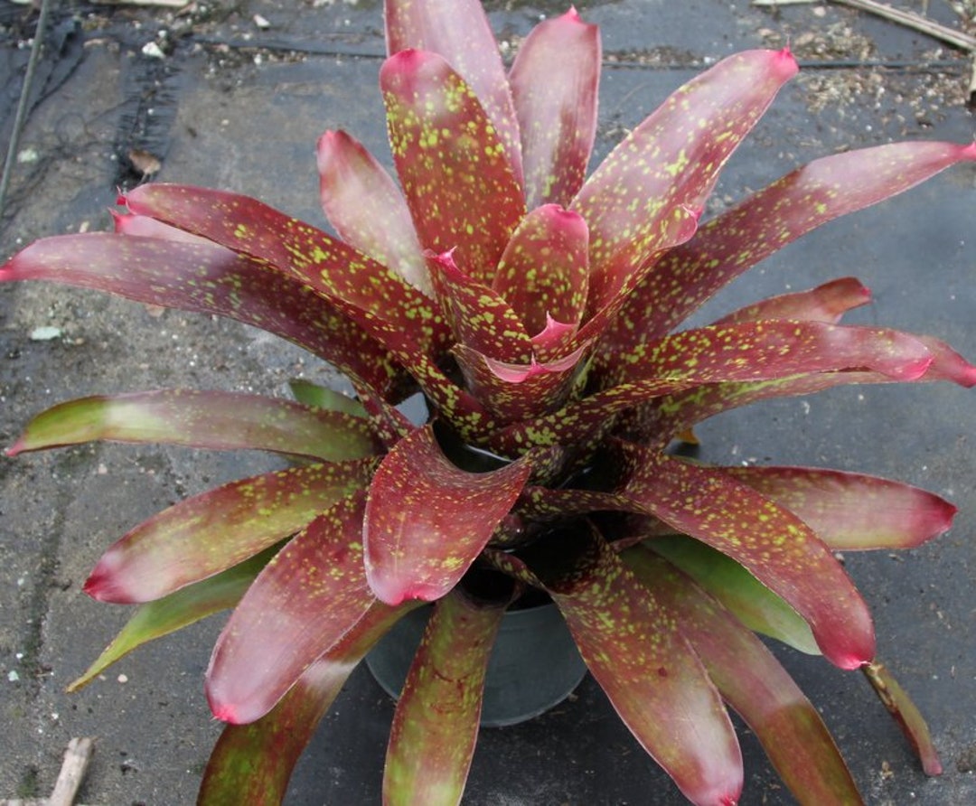 Belíssimo filhote de bromélia Neoregelia 'Royal Burgundy' – Um