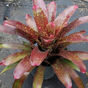 Bromeliad Neoregelia 'Royal Burgundy'