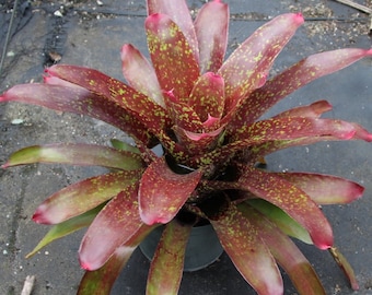 Bromeliad Neoregelia 'Royal Burgundy'