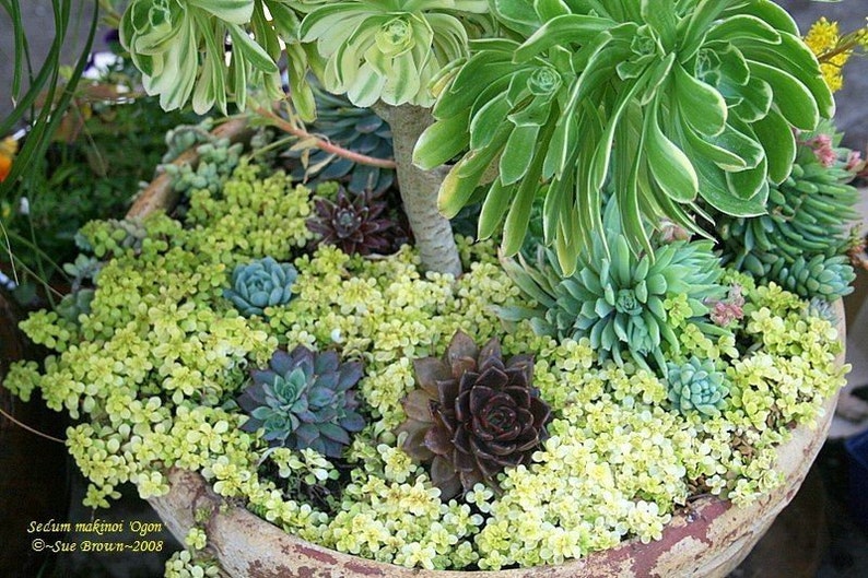 Sedum makinoi 'Ogon', Japanese golden sedum, Limelight, Japanese Stonecrop...