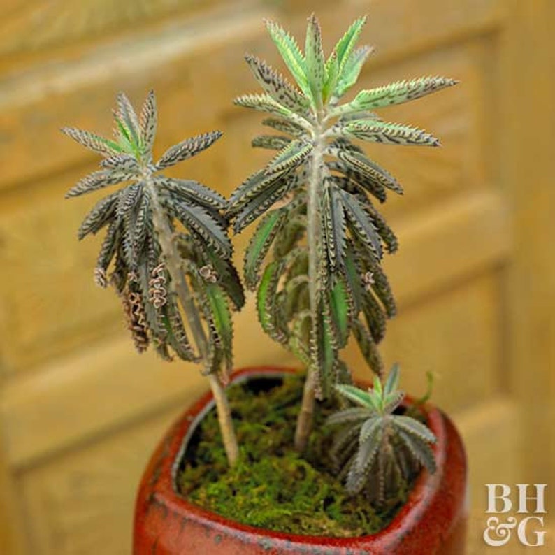 3 Mother of Thousands, Kalanchoe houghtonii, Madre de millones, Alligator Plant, Chandelier Plant with 3 Well-Rooted plants in 3 pot image 1