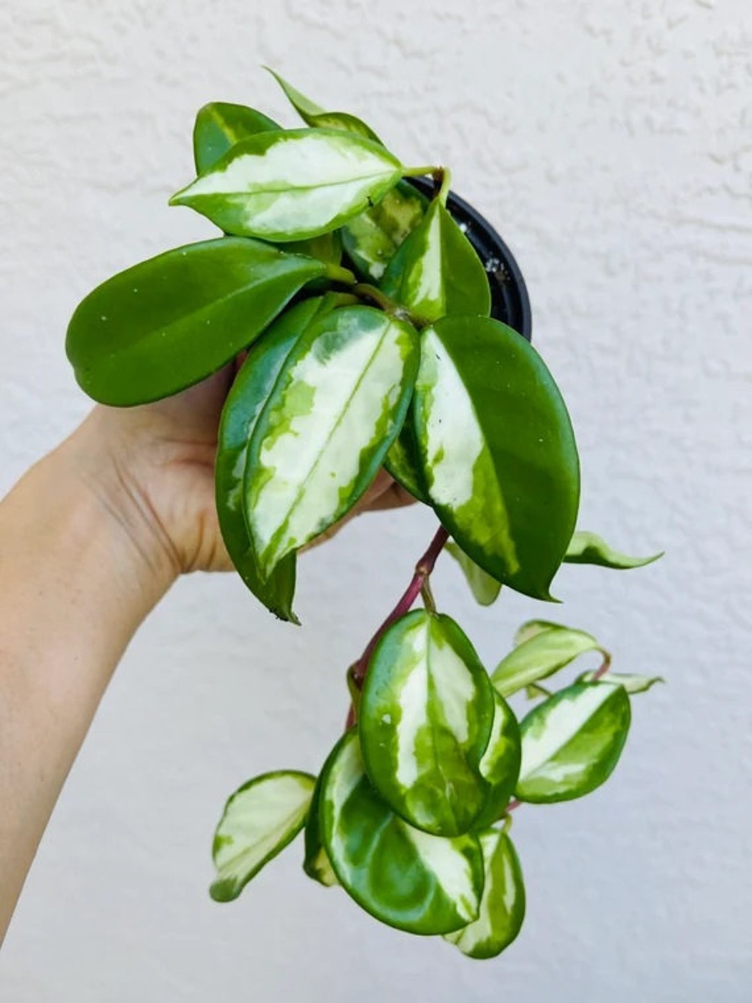 Hoya Carnosa 'rubra', Hoya Carnosa Variegated, Hoya Compacta Tricolor