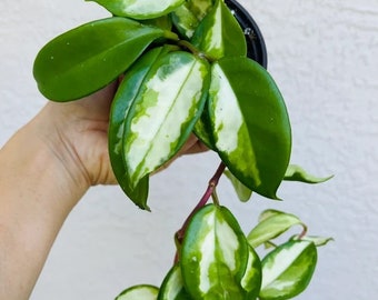 Hoya carnosa 'Rubra', Hoya Carnosa Variegated, Hoya Compacta TriColor- Wax Plant - ROOTED, 3" pot (pot included)