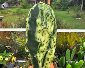 Variegated Opuntia Prickly Pear Sunburst Unrooted Cuttings