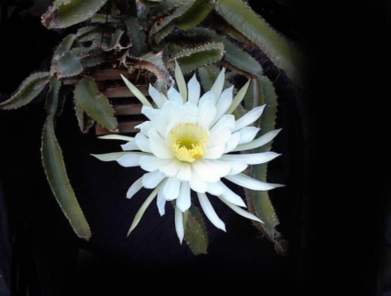 Dog Tail Cactus in 2.5