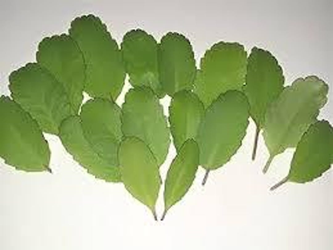 Kalanchoe Pinnata – 10 Live Leaves – Miracle Leaf / Air Plant – Bryophyllum Pinnatum