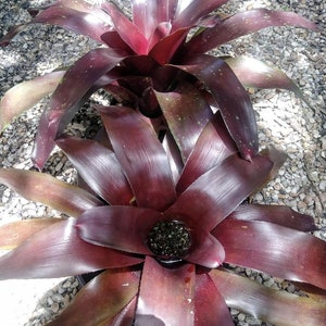 Bromeliad Neoregelia 'Royal Burgundy' image 2