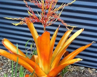 Orange Bromeliad Aechmea Blanchetiana 'Red Raspberry ' FULL SUN!  Giant 14" Long and 6" wide