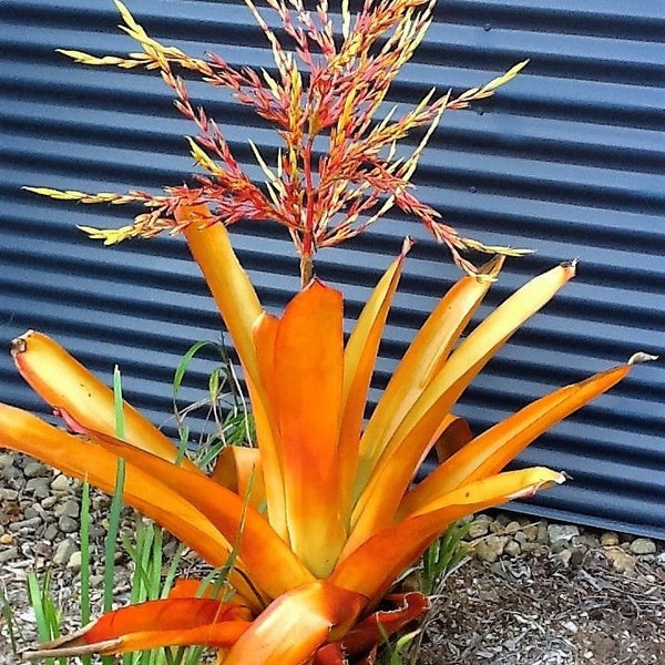 Orange Bromeliad Aechmea Blanchetiana 'Red Raspberry ' FULL SUN!  Giant 14" Long and 6" wide