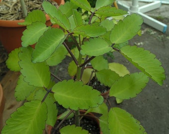 2 Heilblätter einer Kalanchoe pinnata, Bryophyllum pinnatum, Lebensblatt, Glockenblume, Wunderblatt, Goethe Pflanze