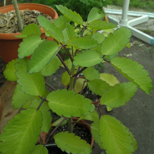 Kalanchoe pinnata médicinal, Bryophyllum pinnatum, feuille de vie, cloches de cathédrale, feuille miracle, plante de vie, plante de Goethe