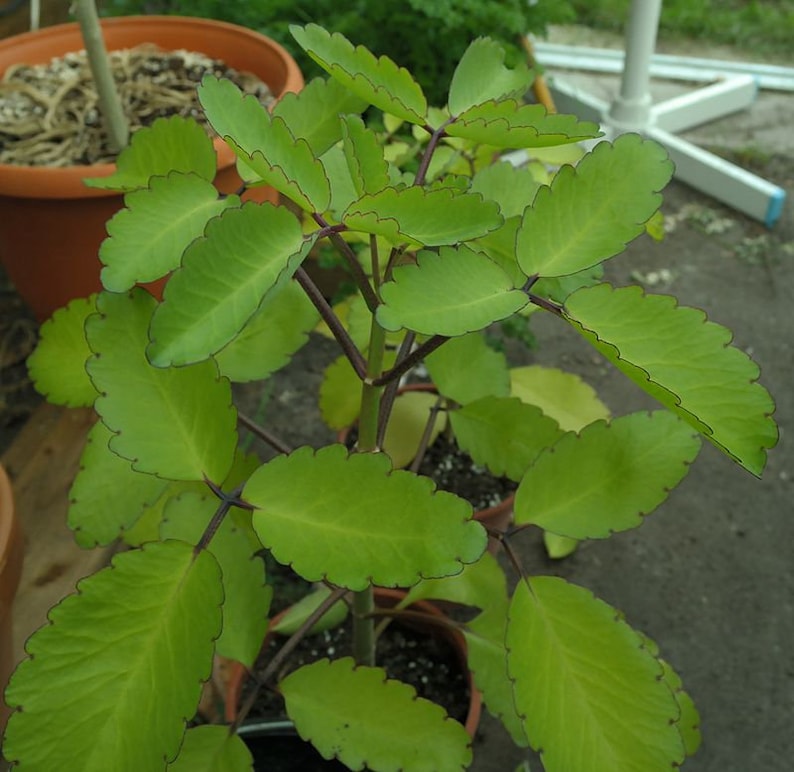 2 Medicinal Kalanchoe Pinnata, Bryophyllum pinnatum, Leaf of Life, Cathedral Bells, Miracle Leaf, Life plant, Goethe plant image 1