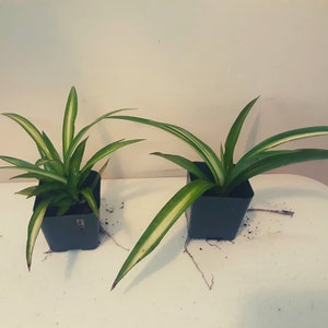 4 Potted Varieties of Spider Plants Chlorophytum comosum Zebra grass, Bonnie Curly, Hawaiian and Variegated Spider Plants Hawaiian