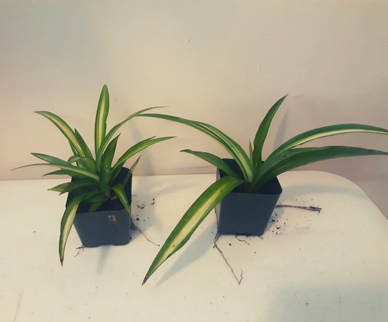 4 Potted Varieties of Spider Plants Chlorophytum comosum Zebra grass, Bonnie Curly, Hawaiian and Variegated Spider Plants Hawaiian