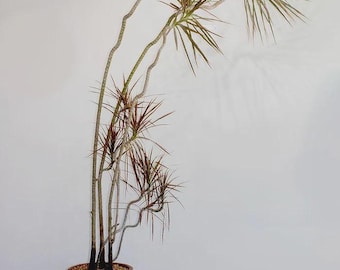 cactus schengen Selenicereus anthonyanus, 