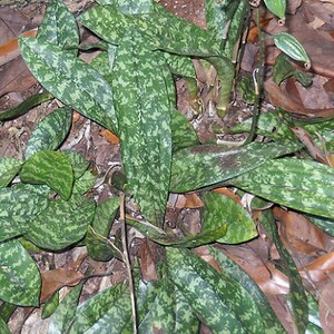 Oeceoclades maculata, African Spotted Orchid, Monk orchid image 8