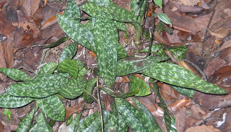 Oeceoclades maculata, African Spotted Orchid, Monk orchid image 8