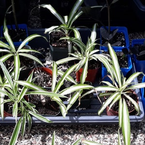 4 Potted Varieties of Spider Plants Chlorophytum comosum Zebra grass, Bonnie Curly, Hawaiian and Variegated Spider Plants Variegated