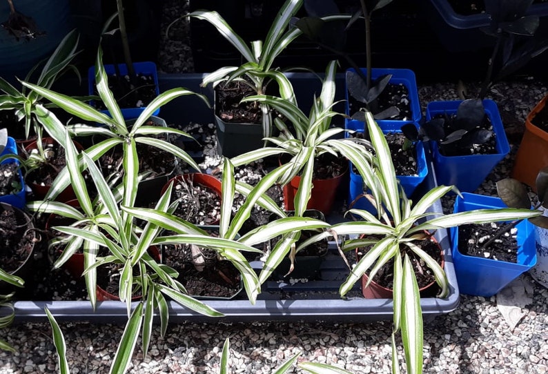 4 Potted Varieties of Spider Plants Chlorophytum comosum Zebra grass, Bonnie Curly, Hawaiian and Variegated Spider Plants Variegated