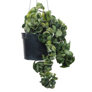 Hindu Rope Hoya - Hoya Carnosa Compacta | Indian Rope | Hoya Compacta Wax Plant - ROOTED, 3&quot; Pot