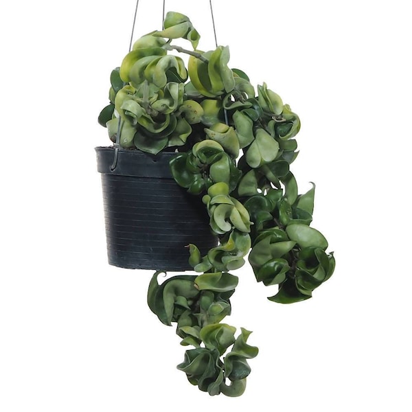 Hindu Rope Hoya - Hoya Carnosa Compacta | Indian Rope | Hoya Compacta Wax Plant - ROOTED, 3" Pot