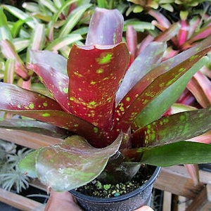 Bromeliad Neoregelia 'Royal Burgundy' image 5