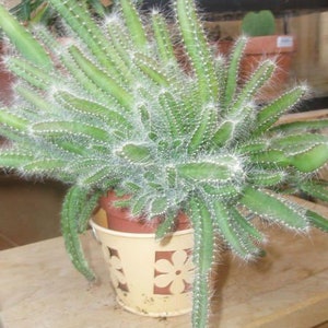Dog Tail Cactus in 2.5