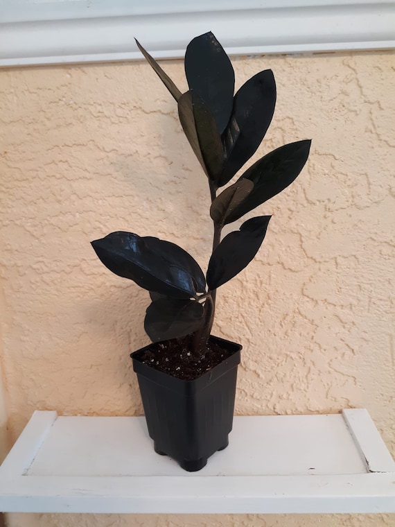 その他観葉植物 Zz Raven Deep Red Zz raven variegated - Etsy 日本