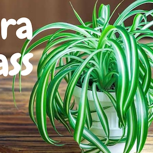 4 Potted Varieties of Spider Plants Chlorophytum comosum Zebra grass, Bonnie Curly, Hawaiian and Variegated Spider Plants image 2