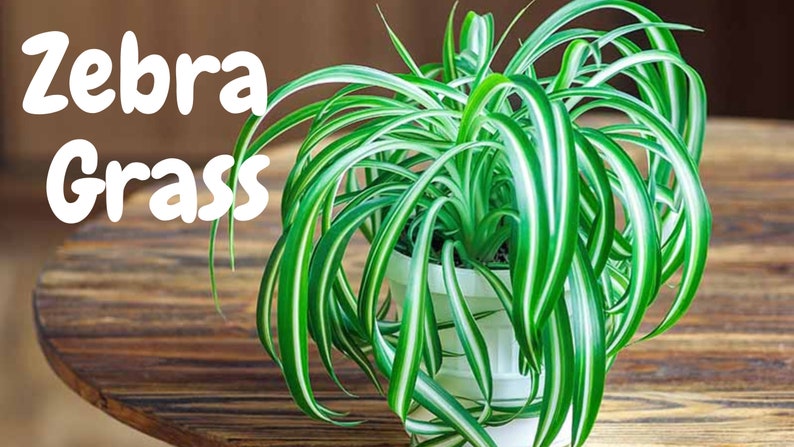 4 Potted Varieties of Spider Plants Chlorophytum comosum Zebra grass, Bonnie Curly, Hawaiian and Variegated Spider Plants image 2