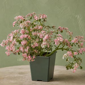 Snow Capped Artillery Fern -  Tricolor Pilea Microphylla Variegata - Joypowder Plant, Rare Terrarium Plant or Ground Cover- 2.7" Pot