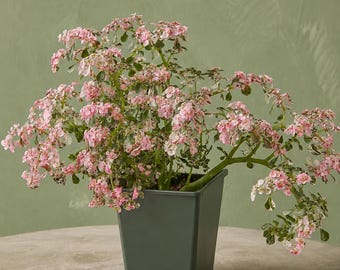 Snow Capped Artillery Fern - Tricolor Pilea Microphylla Variegata
