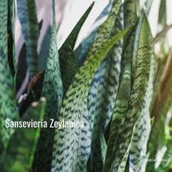 sansevieria african spear 25 main image 0