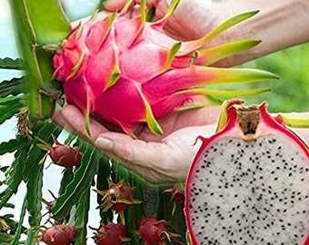 Dragonfruit Rooted in a Pot, White-fleshed Pitaya, Dragon Fruit Vine, Tropical Cactus, Hylocereus Undatus Cactus