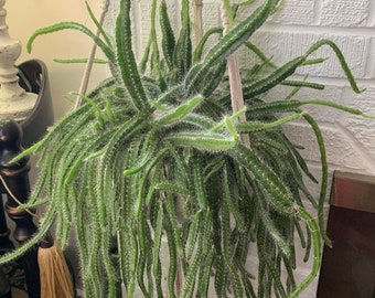 T. Succulent Form × Nizanda T