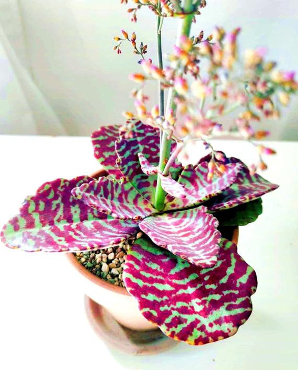 Kalanchoe Humilis Zebra Succulent Plant Tiger Strips Etsy