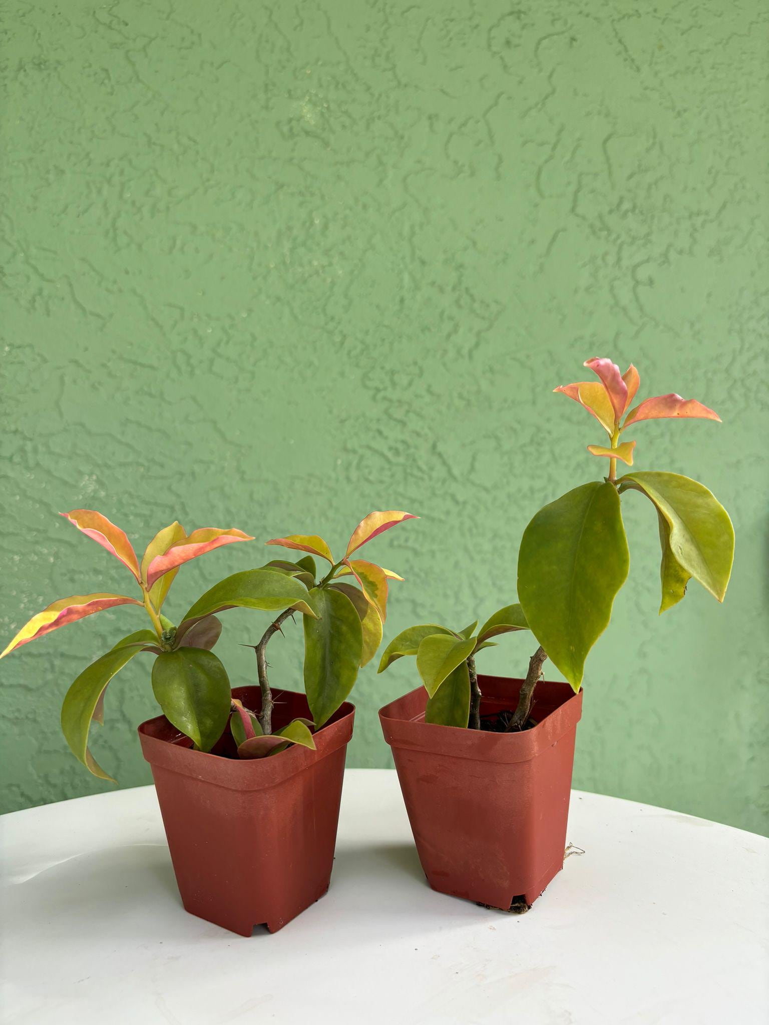 2 Variegated Ora-pro-nóbis (pereskia Aculeata Miller) Potted and