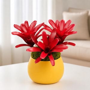 Combo 2 Neoregelia Fireball Bromeliad – Bright Red Color | Easy-Care Beauty | Sun-Tolerant Tropical Plant