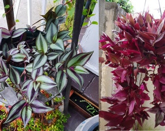 6 Wandering Jew Cuttings/ Tradescantia Zebrina Tricolor and Dark Purple Wandering Jew EACH 5-7 INCHES + FREE Gift: Dwarf Wandering Jew