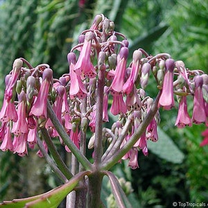 3 Mother of Thousands, Kalanchoe houghtonii, Madre de millones, Alligator Plant, Chandelier Plant with 3 Well-Rooted plants in 3 pot image 6