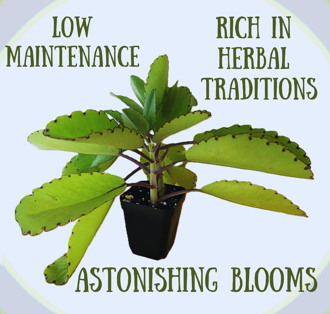 Buy Medicinal Kalanchoe Pinnata, Bryophyllum Pinnatum, Leaf of