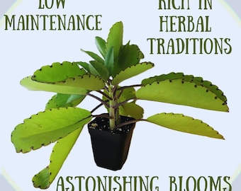 2 Kalanchoe Pinnata Medicinal, Bryophyllum pinnatum, Hoja de la Vida, Campanas de Catedral, Hoja Milagrosa, Planta de la Vida, Planta de Goethe