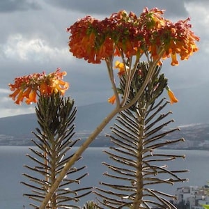 2 Kalanchoes Tubiflora Delagoensis &#39;Chandelier Plant&#39;- Mutter von Tausenden - Mutter von Millionen - Bryophyllum Tubiflorum